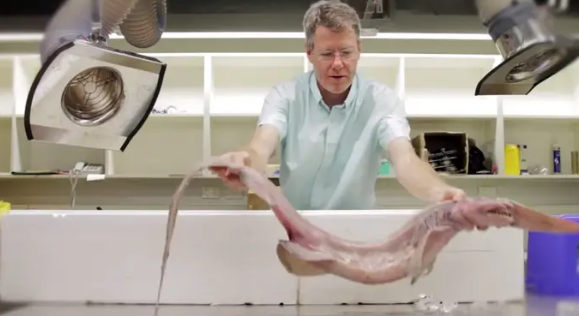 This is definitely not an Earth creature! A "goblin shark" was spotted in the deep sea of Australia This is definitely not an Earth creature! A "goblin shark" was spotted in the deep sea of Australia