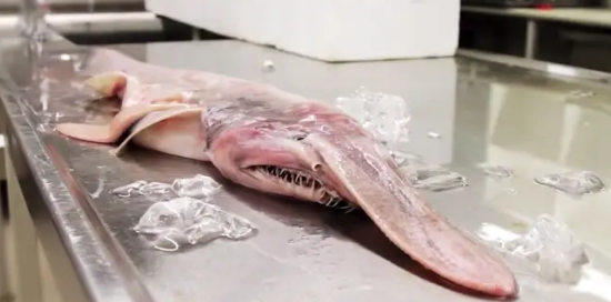 and its appearance has gone viral on the Internet.  and its appearance has gone viral on the Internet.