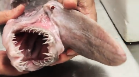 This is definitely not an Earth creature! A "goblin shark" was spotted in the deep sea of Australia This is definitely not an Earth creature! A "goblin shark" was spotted in the deep sea of Australia