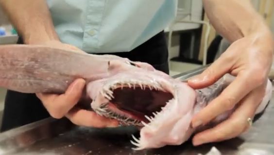 and its appearance has gone viral on the Internet.  and its appearance has gone viral on the Internet.