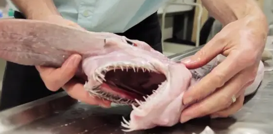 and its appearance has gone viral on the Internet.  and its appearance has gone viral on the Internet.