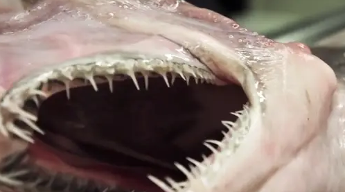 and its appearance has gone viral on the Internet.  and its appearance has gone viral on the Internet.