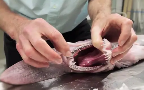 This is definitely not an Earth creature! A "goblin shark" was spotted in the deep sea of Australia This is definitely not an Earth creature! A "goblin shark" was spotted in the deep sea of Australia