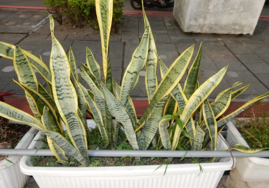 虎尾蘭日照 虎尾蘭日照