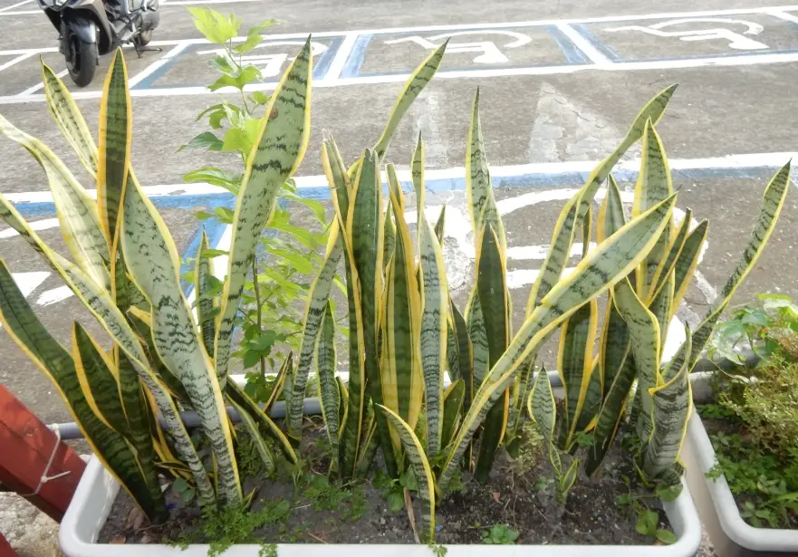 虎尾蘭葉子變黃 虎尾蘭葉子變黃